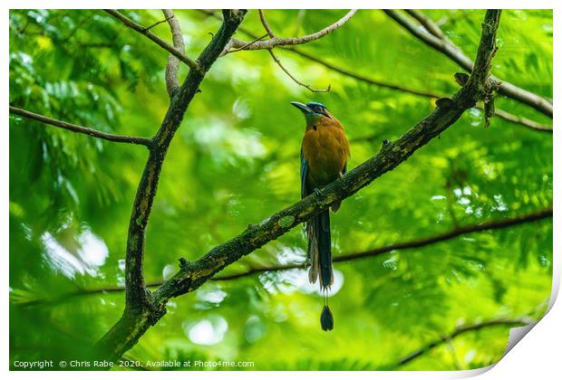 Blue-crowned Motmot  Print by Chris Rabe