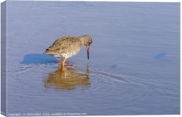Redshank wading through water Canvas Print by Chris Rabe