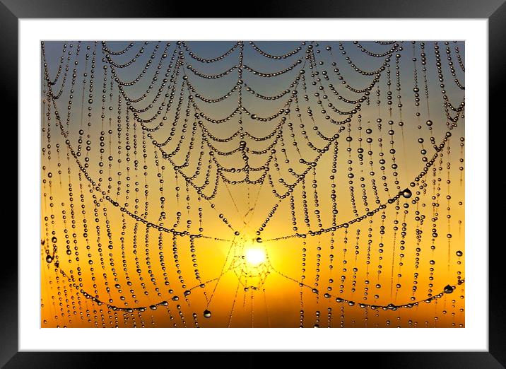 Sunrise Through the Web Framed Mounted Print by Adrian Campfield