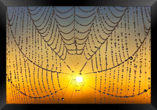 Sunrise Through the Web Framed Print by Adrian Campfield