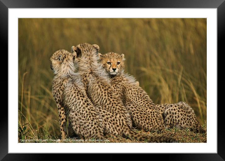 Cheetah cubs on a kopje Framed Mounted Print by Stuart Thomas