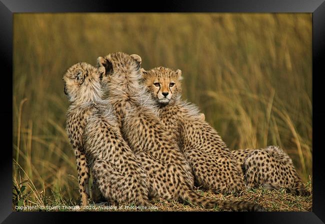 Cheetah cubs on a kopje Framed Print by Stuart Thomas