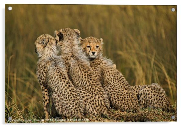 Cheetah cubs on a kopje Acrylic by Stuart Thomas