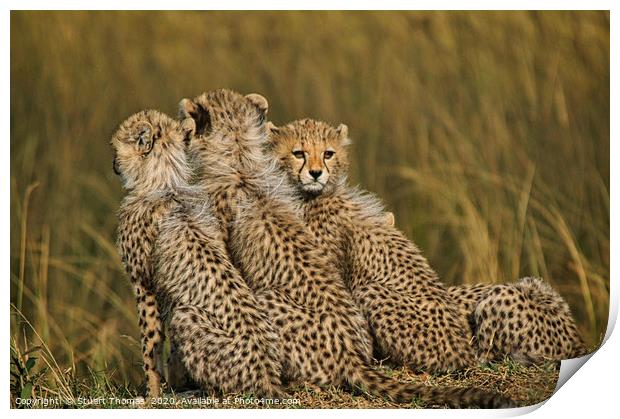 Cheetah cubs on a kopje Print by Stuart Thomas