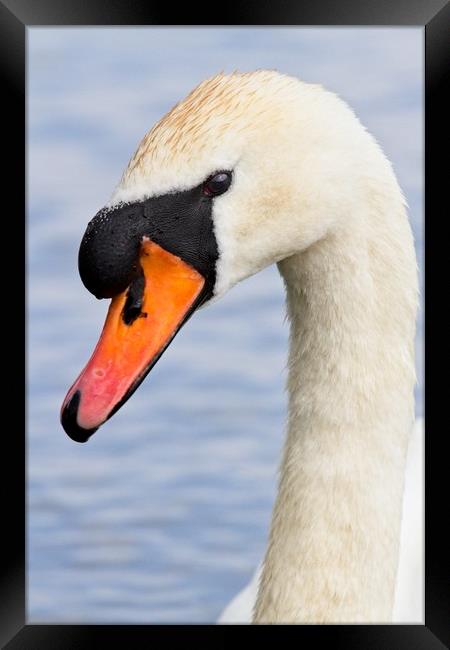 Mute Swan, Cygnus olor, Portrait Framed Print by Rob Cole