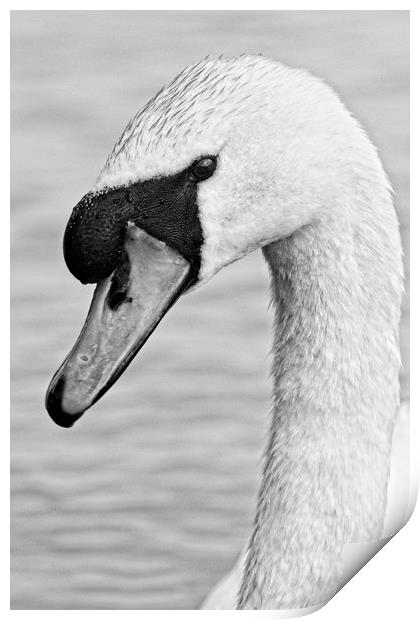 Mute Swan, Cygnus olor, Portrait Print by Rob Cole