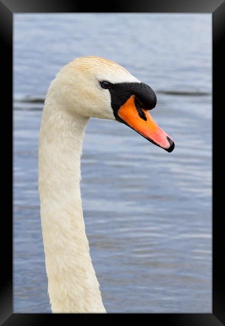 Mute Swan, Cygnus olor, Portrait Framed Print by Rob Cole