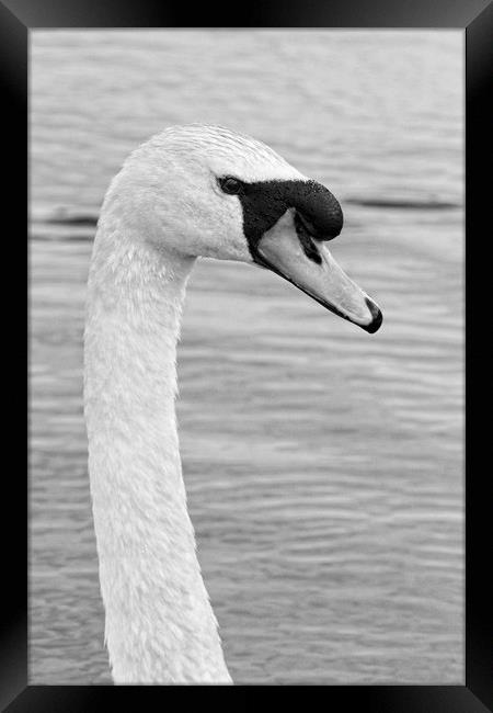 Majestic Mute Swan Portrait Framed Print by Rob Cole