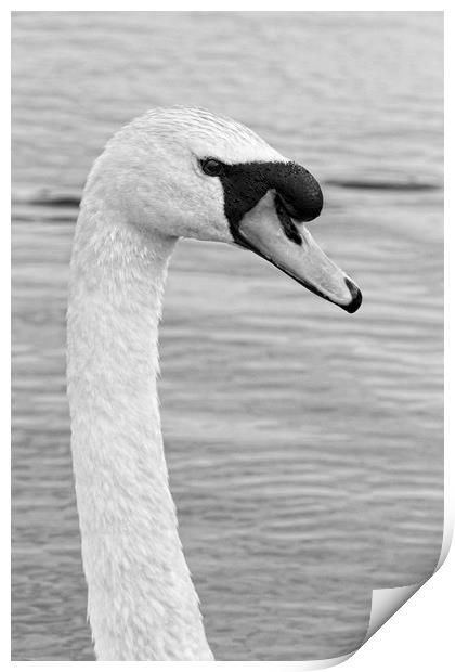 Majestic Mute Swan Portrait Print by Rob Cole