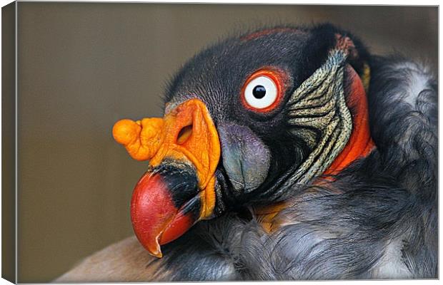 KING VULTURE Canvas Print by Sue HASKER