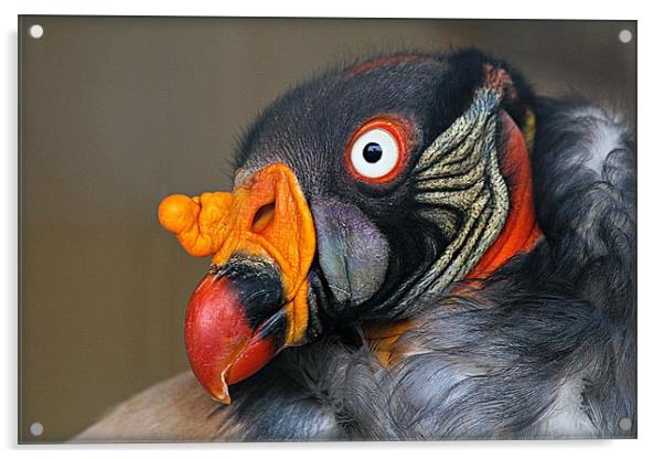 KING VULTURE Acrylic by Sue HASKER