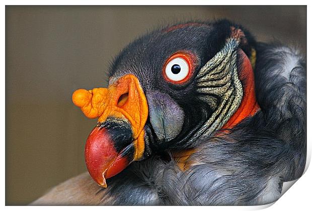 KING VULTURE Print by Sue HASKER