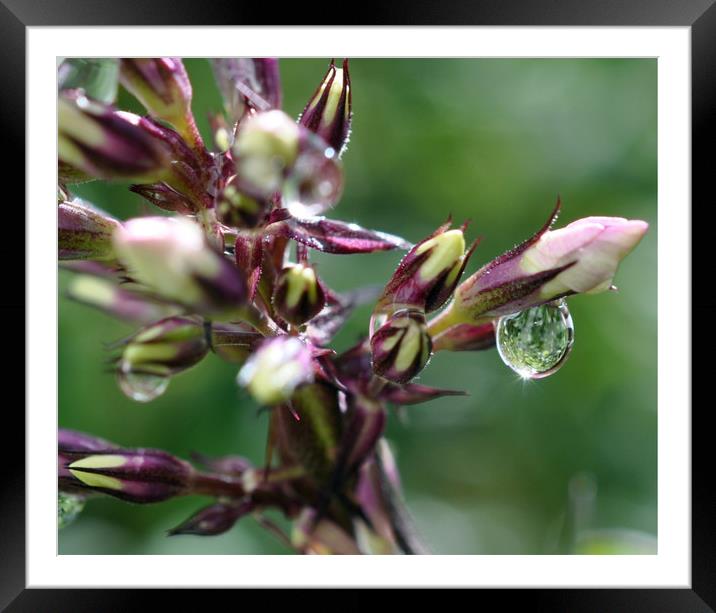 raindrops Framed Mounted Print by sue davies
