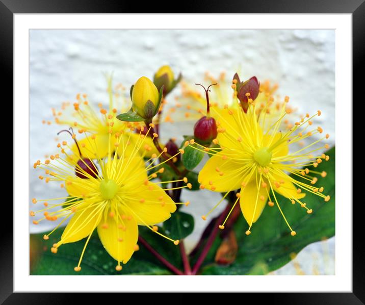 wall flower Framed Mounted Print by sue davies