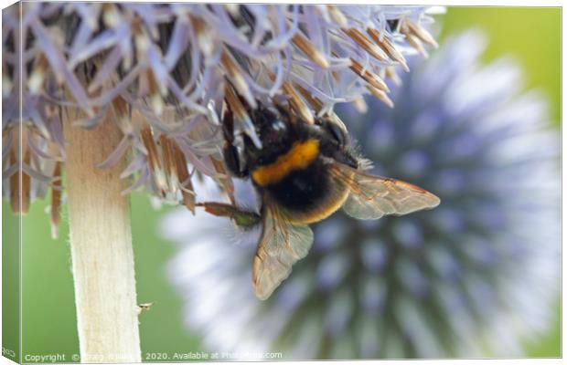 Bumble Bee on Echinops Flower Canvas Print by Craig Williams