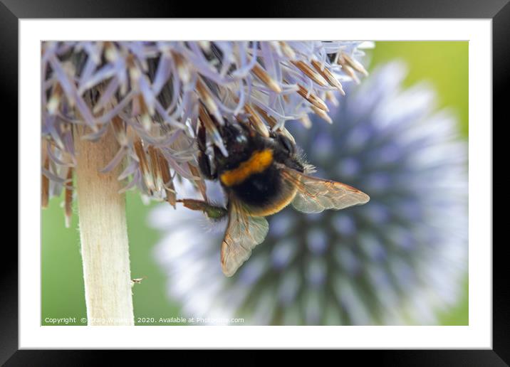 Bumble Bee on Echinops Flower Framed Mounted Print by Craig Williams