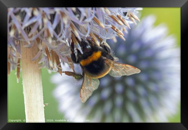 Bumble Bee on Echinops Flower Framed Print by Craig Williams