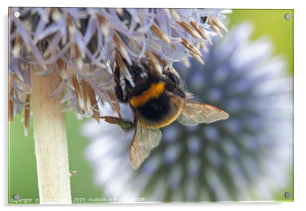 Bumble Bee on Echinops Flower Acrylic by Craig Williams