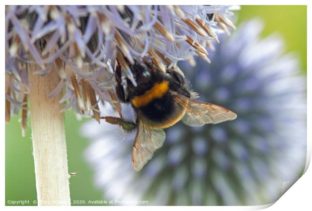 Bumble Bee on Echinops Flower Print by Craig Williams