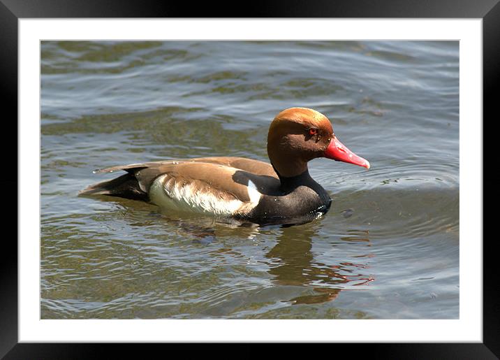 Red-Crested Pochard Framed Mounted Print by Chris Day
