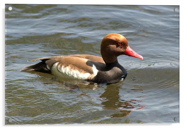 Red-Crested Pochard Acrylic by Chris Day