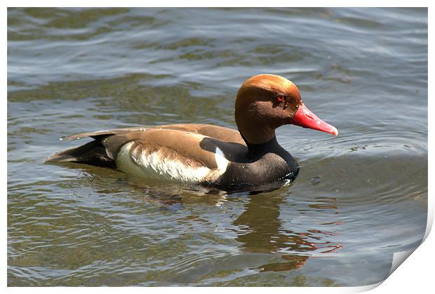 Red-Crested Pochard Print by Chris Day