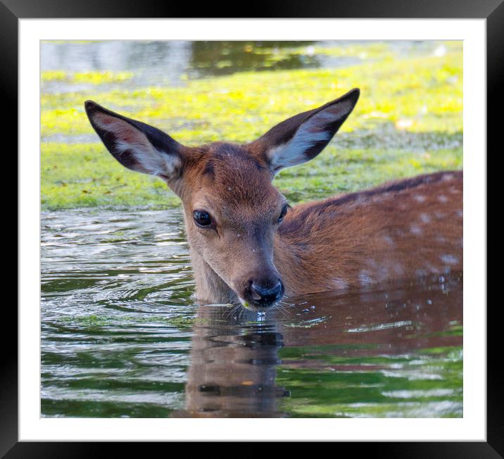 Deer Summer Dip Framed Mounted Print by Clive Eariss