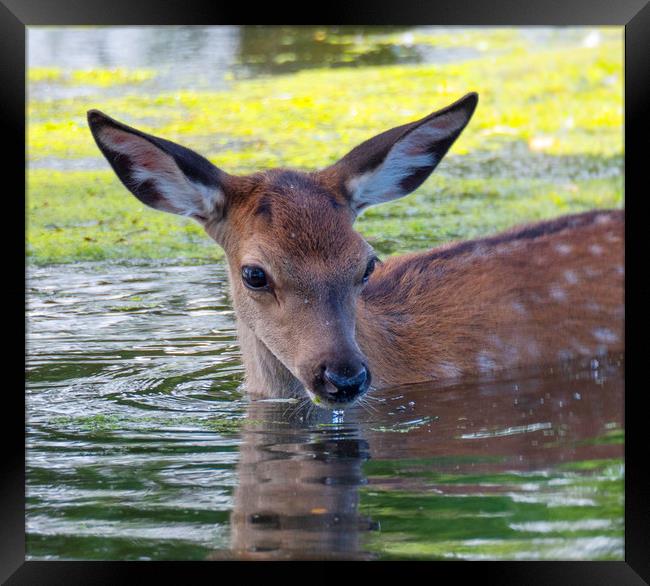 Deer Summer Dip Framed Print by Clive Eariss