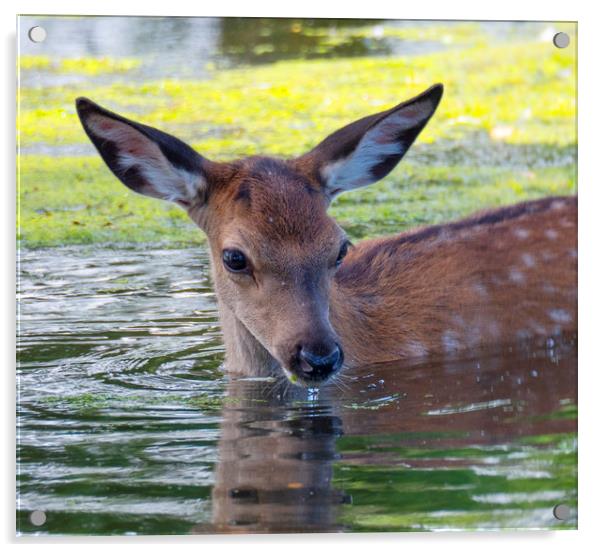 Deer Summer Dip Acrylic by Clive Eariss