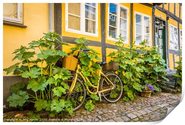 a bicycle at a house-wall, overgrown by hollyhocks Print by Stig Alenäs