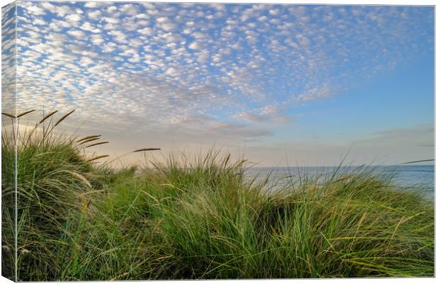 Sand dunes on the Norfolk coast Canvas Print by Chris Yaxley