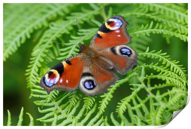 Majestic Peacock Butterfly Print by Simon Marlow
