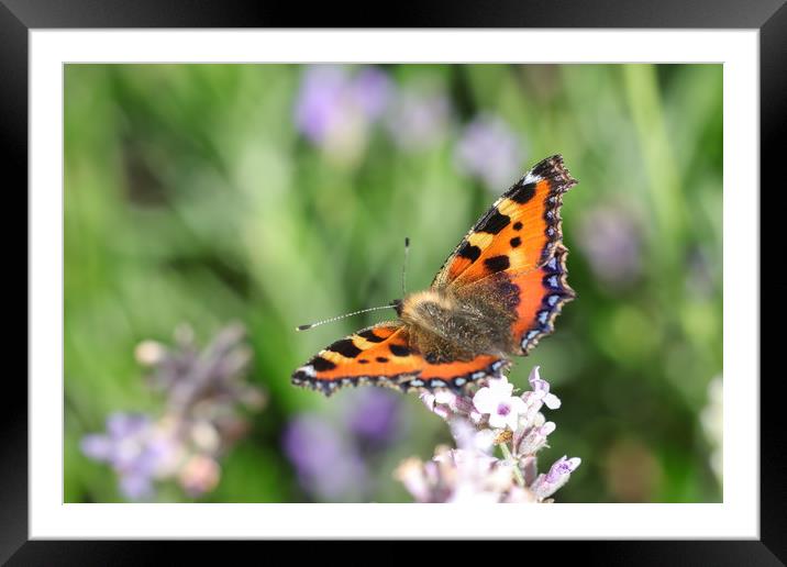 Vibrant Nymphalis Butterfly Framed Mounted Print by Simon Marlow