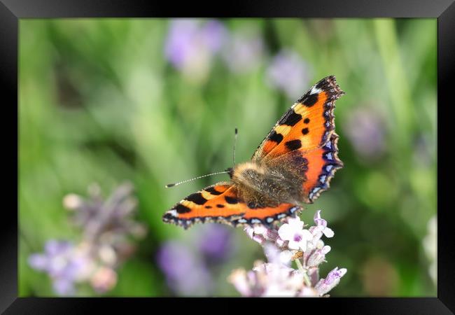 Vibrant Nymphalis Butterfly Framed Print by Simon Marlow