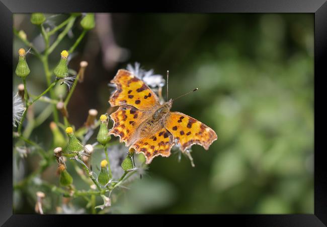 Comma Butterfly Framed Print by Simon Marlow