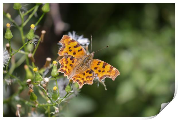 Comma Butterfly Print by Simon Marlow