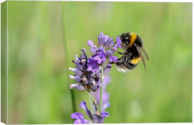 Buzzing Beauty Summer Bee Collecting Pollen Canvas Print by Simon Marlow
