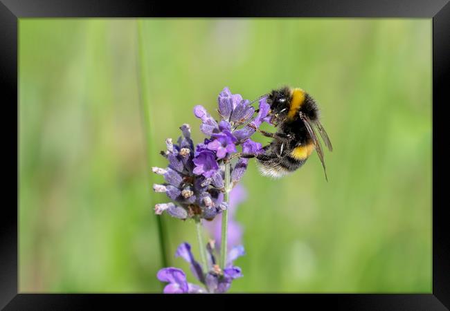 Buzzing Beauty Summer Bee Collecting Pollen Framed Print by Simon Marlow