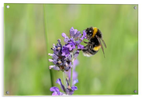 Buzzing Beauty Summer Bee Collecting Pollen Acrylic by Simon Marlow