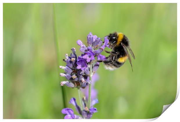 Buzzing Beauty Summer Bee Collecting Pollen Print by Simon Marlow