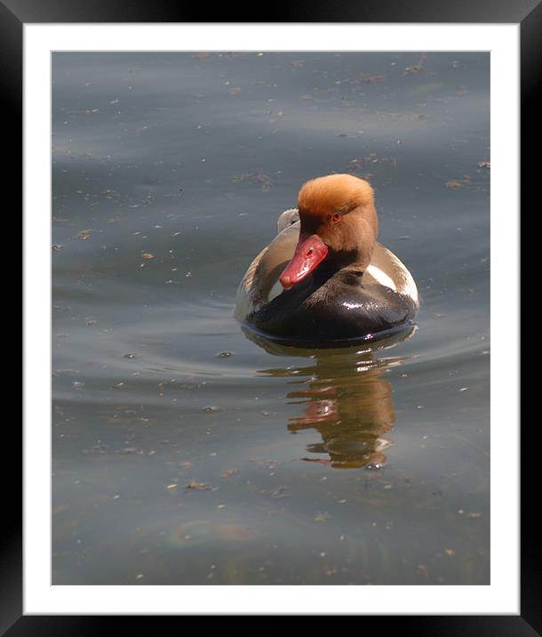 Red-Crested Pochard Framed Mounted Print by Chris Day
