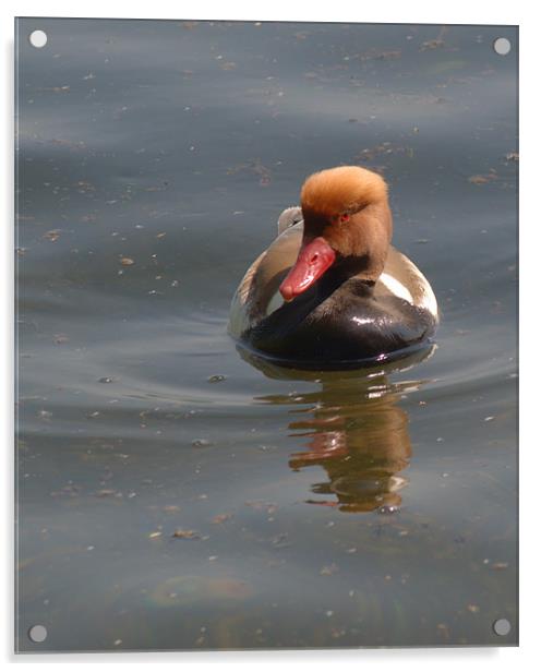 Red-Crested Pochard Acrylic by Chris Day