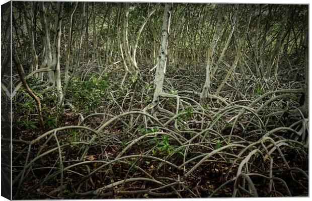 mangrove, shrub or small trees Canvas Print by federico stevanin
