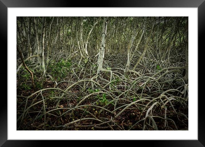 mangrove, shrub or small trees Framed Mounted Print by federico stevanin