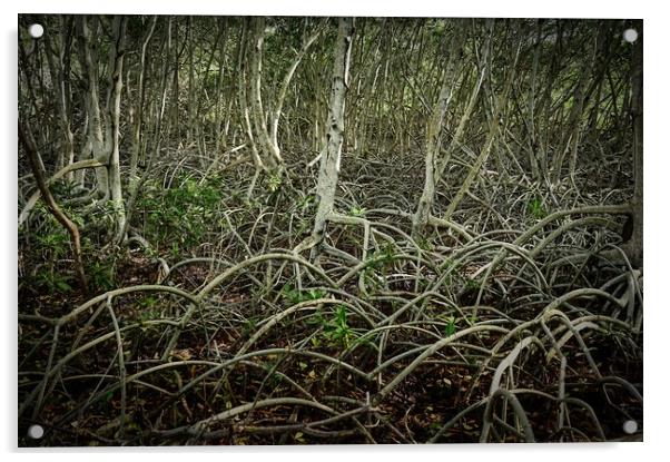 mangrove, shrub or small trees Acrylic by federico stevanin