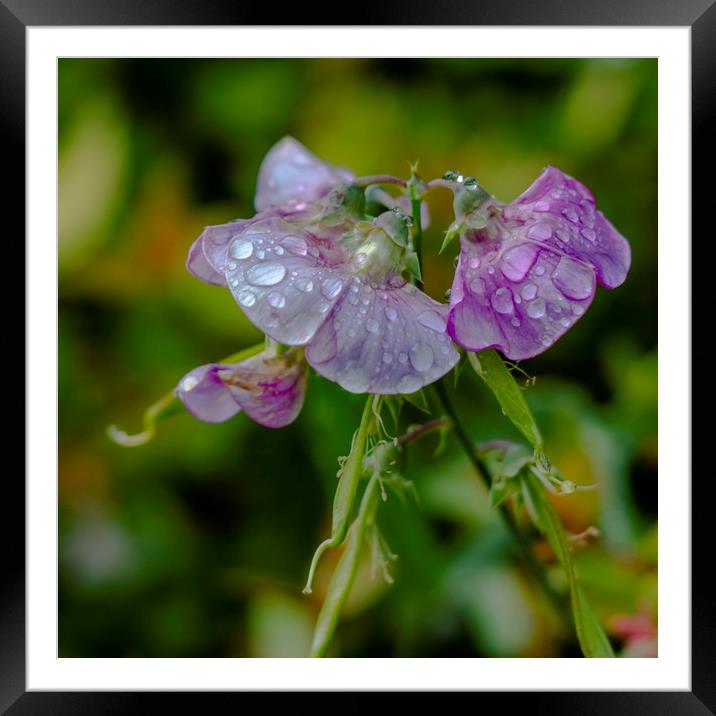 Morning Dew Framed Mounted Print by peter tachauer