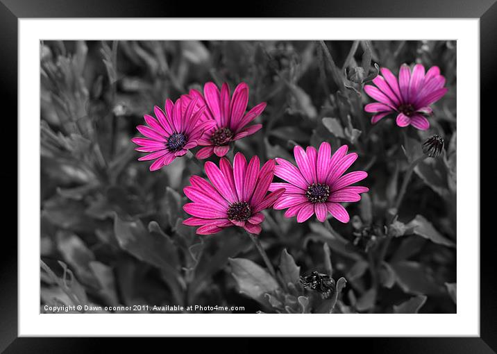 Pretty in Pink - Osteospermums Framed Mounted Print by Dawn O'Connor