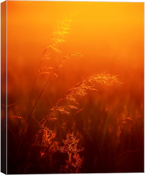 By Dawns' Early Light Canvas Print by peter tachauer