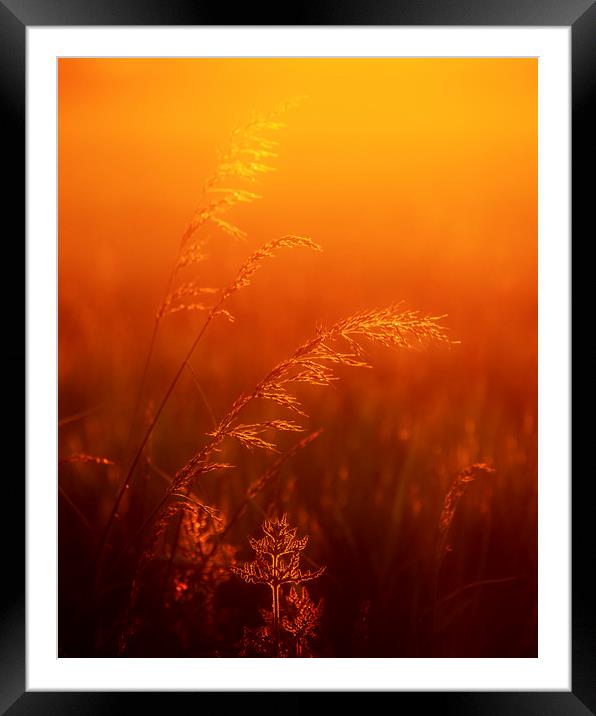 By Dawns' Early Light Framed Mounted Print by peter tachauer