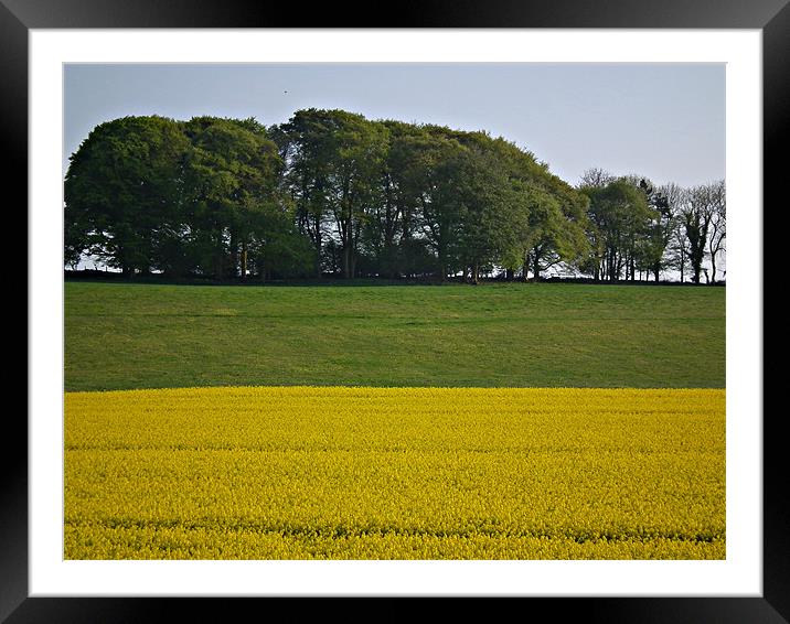 Two Toned Field Framed Mounted Print by Jules Camfield